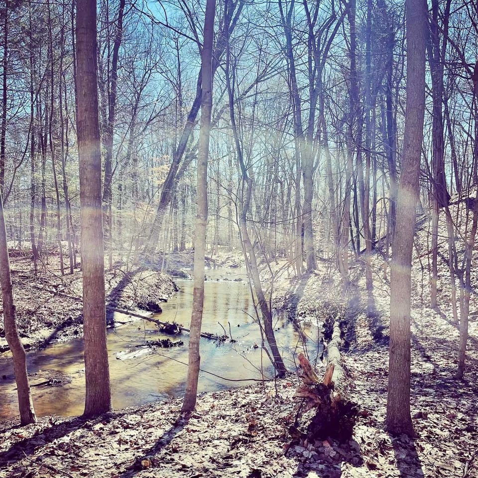 Toxic Tuesday & Trees